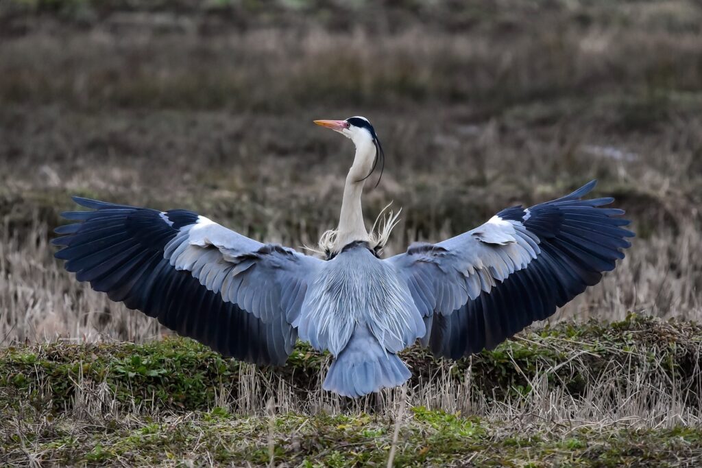 婚姻費用の請求は離婚時にどのように行うべきか？