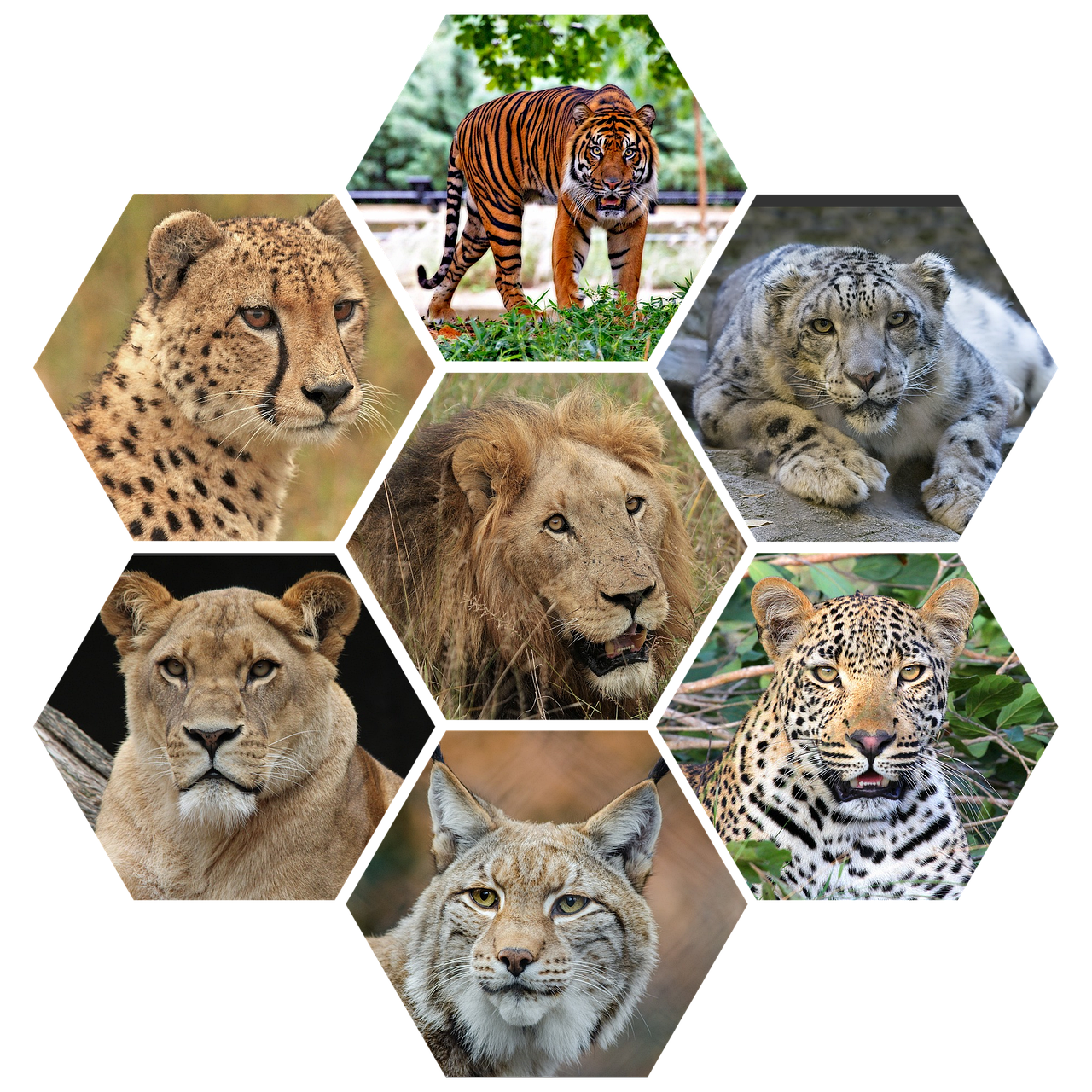 悪質サービスの見分け方はどうすればいいの？