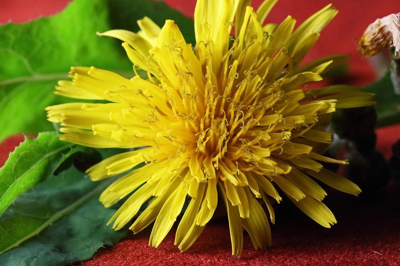 離婚後に弁護士に相談して後悔する理由とは？